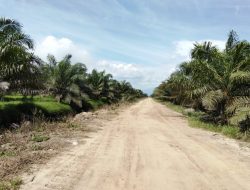 Novermal Soroti Harga TBS di Pessel, Nilai Pemda Belum Maksimal Awasi Harga Sawit