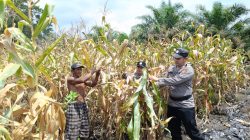 Sinergi Polri dan Petani, Polsek Tanah Putih Panen Jagung di Lahan 1 H
