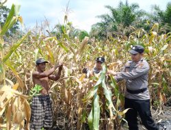 Sinergi Polri dan Petani, Polsek Tanah Putih Panen Jagung di Lahan 1 H