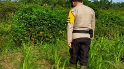 Dukung Ketahanan Pangan Nasional, Bhabinkamtibmas Rantau Kopar Cek Tanaman Jagung Pipil di Wilayah Binaannya