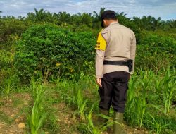 Dukung Ketahanan Pangan Nasional, Bhabinkamtibmas Rantau Kopar Cek Tanaman Jagung Pipil di Wilayah Binaannya
