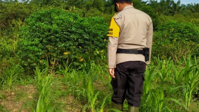 Dukung Ketahanan Pangan Nasional, Bhabinkamtibmas Rantau Kopar Cek Tanaman Jagung Pipil di Wilayah Binaannya