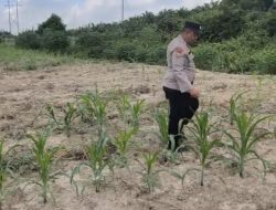 Kawal Ketahanan Pangan, Bhabinkamtibmas Polsek Rantau Kopar Cek Perkembangan Tanaman Jagung Pipil