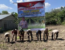 Tanam Jagung 0,5 H di Pangkalan Gondai, Polsek Langgam Dukung Ketahanan Pangan Nasional