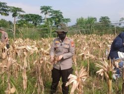 Dukung Ketanahan Pangan Nasional, Polsek Senapelan Panen Jagung Pipil di Perkebunan SMK Pertanian