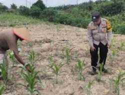 Kawal Ketahanan Pangan, Bhabinkamtibmas Polsek Rantau Kopar Cek Perkembangan Tanaman Jagung Pipil