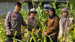 Dukung Ketahanan Pangan Nasional, Polsek Limapuluh Turun Langsung Cek Tanaman Jagung Bersama Kelompok Wanita Tani
