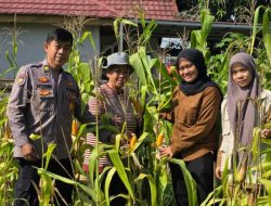 Dukung Ketahanan Pangan Nasional, Polsek Limapuluh Turun Langsung Cek Tanaman Jagung Bersama Kelompok Wanita Tani