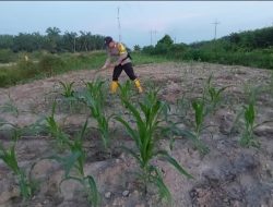 Bhabinkamtibmas Polsek Rantau Kopar Cek Tanaman Jagung Pipil Kelompok Tani