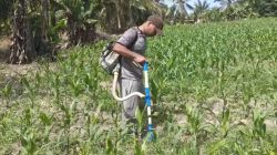 Wujudkan Ketahanan Pangan Nasional, Polsek Tanah Putih Intensifkan Perawatan Jagung Program Ketapang di Desa Ujung Tanjung