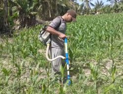 Wujudkan Ketahanan Pangan Nasional, Polsek Tanah Putih Intensifkan Perawatan Jagung Program Ketapang di Desa Ujung Tanjung