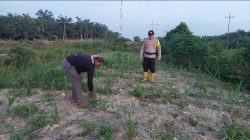 Bhabinkamtibmas Polsek Rantau Kopar Monitoring Pertumbuhan Tanaman Jagung Pipil