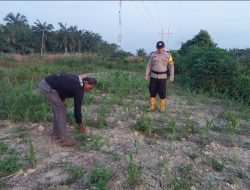 Bhabinkamtibmas Polsek Rantau Kopar Monitoring Pertumbuhan Tanaman Jagung Pipil