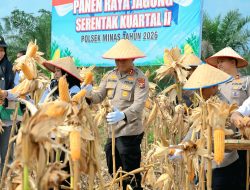 Dukung Swasembada Pangan, Polres Siak Gelar Panen Raya Jagung di Kampung Rantau Bertuah