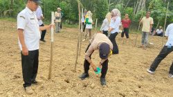 Polres Kuansing Dorong Ketahanan Pangan, Lahan Desa Pulau Kijang Disulap Jadi Kebun Jagung Pipil Produktif
