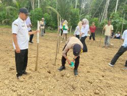 Polres Kuansing Dorong Ketahanan Pangan, Lahan Desa Pulau Kijang Disulap Jadi Kebun Jagung Pipil Produktif