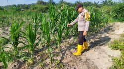 Bhabinkamtibmas Cek dan Kontrol Pertumbuhan Jagung Pipil di Kecamatan Rantau Kopar
