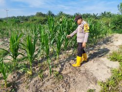 Bhabinkamtibmas Cek dan Kontrol Pertumbuhan Jagung Pipil di Kecamatan Rantau Kopar