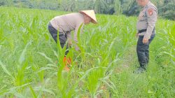 Dukung Asta Cita Presiden RI, Polsek Tanah Putih Cek Lahan Jagung Program Ketahanan Pangan