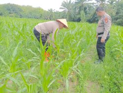 Dukung Asta Cita Presiden RI, Polsek Tanah Putih Cek Lahan Jagung Program Ketahanan Pangan
