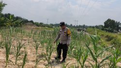 Bhabinkamtibmas Bripka Ade Cek Kontrol Pertumbuhan Jagung Pipil di Kecamatan Rantau Kopar