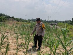 Bhabinkamtibmas Bripka Ade Cek Kontrol Pertumbuhan Jagung Pipil di Kecamatan Rantau Kopar