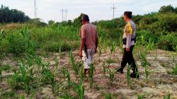 Bhabinkamtibmas Kelurahan Rantau Kopar Cek Ketahanan Pangan Jagung Pipil
