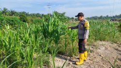 Jelang Masa Produktif, Bhabinkamtibmas Kelurahan Rantau Kopar Cek Ketahanan Pangan Jagung Pipil