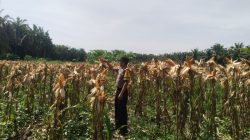 Bhabinkamtibmas Lakukan Pemantauan Lahan Ketahanan Pangan Libo Jaya, Jagung Mulai Menguning
