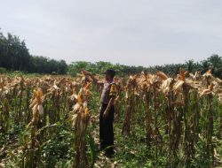 Bhabinkamtibmas Lakukan Pemantauan Lahan Ketahanan Pangan Libo Jaya, Jagung Mulai Menguning