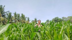 Polsek Tanah Putih Cek Tanaman Jagung Program Ketahanan Pangan di Ujung Tanjung