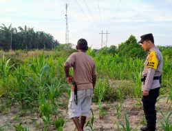 Bhabinkamtibmas KelurahanRantau Kopar Cek Ketahanan Pangan Jagung Pipil