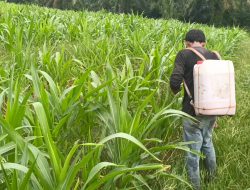 Tanaman Jagung Tumbuh Subur di Usia 40 HST, Polsek Tanah Putih Intensif Lakukan Monitoring