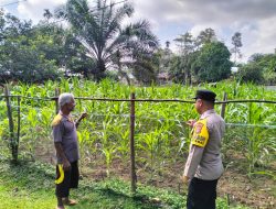 Kapolres Kuansing Pantau Perkembangan Tanaman Jagung di Hulu Kuantan, Perkuat Dukungan Swasembada Pangan 2026