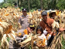 Polsek Kandis Bersama Petani Libo Jaya Panen 3 Ton Jagung untuk Ketahanan Pangan Nasional