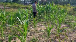 Dukung Ketahanan Pangan Nasional, Bhabinkamtibmas Polsek Rantau Kopar Cek Rutin Perkembangan Jagung Pipil