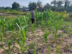 Dukung Ketahanan Pangan Nasional, Bhabinkamtibmas Polsek Rantau Kopar Cek Rutin Perkembangan Jagung Pipil