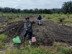 Langkah Nyata, Bhabinkamtibmas Polsek Kandis Bersama Petani Tabur Bibit Jagung di Lahan Produktif Seluas 15 H