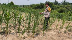 Bripka Ade S Cek Ketahanan Pangan Jagung Pipil di Kelurahan Sungai Rangau