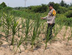 Polsek Rantau Kopar Cek Ketahanan Pangan Jagung Pipil di Kelurahan Sungai Rangau