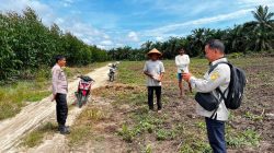3 H Jagung Pipil Kelompok Tani Maju Bersama Ukui Tumbuh, Kawal Ketahanan Pangan