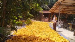 Turunkan Kadar Air, Bhabinkamtibmas Polsek Kandis Bersama Petani Jemur Jagung Hasil Panen
