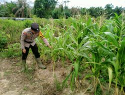 Bhabinkamtibmas Kelurahan Rantau Kopar Cek Ketahanan Pangan Jagung Pipil