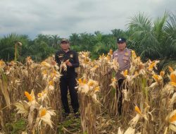 Polsek Kandis Bersiap Jelang Panen Raya Jagung Tumpang Sari di Kampung Sam Sam