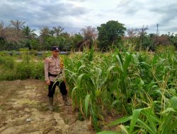 Bhabinkamtibmas Kelurahan Rantau Kopar Cek Ketahanan Pangan Jagung Pipil