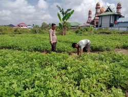 Polres Dumai Dukung Ketahanan Pangan Nasional, Bhabinkamtibmas Cek Lahan Produktif Warga di Bukit Datuk