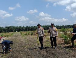 Bhabinkamtibmas Polsek Kandis Optimalkan Pengelolaan Budidaya Jagung Bersama Kelompok Tani Jambai Makmur