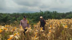 Bhabinkamtibmas Polsek Kandis Kawal Produktivitas Ketahanan Pangan Hingga Masa Panen