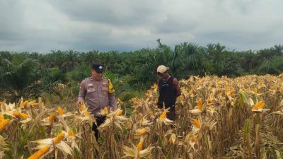 Bhabinkamtibmas Polsek Kandis Kawal Produktivitas Ketahanan Pangan Hingga Masa Panen