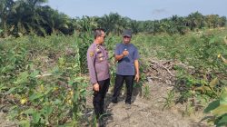 Dukung Ketahanan Pangan Nasional, Personel Polres Siak Beri Pendampingan Petani Jagung Pipil Binaan 